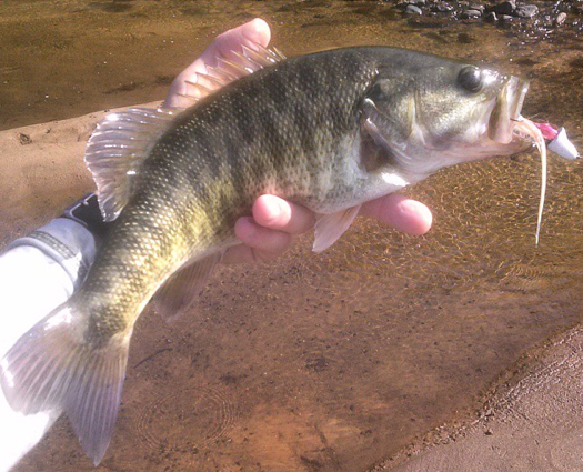 Identify Your Type Of Bass Species Identification