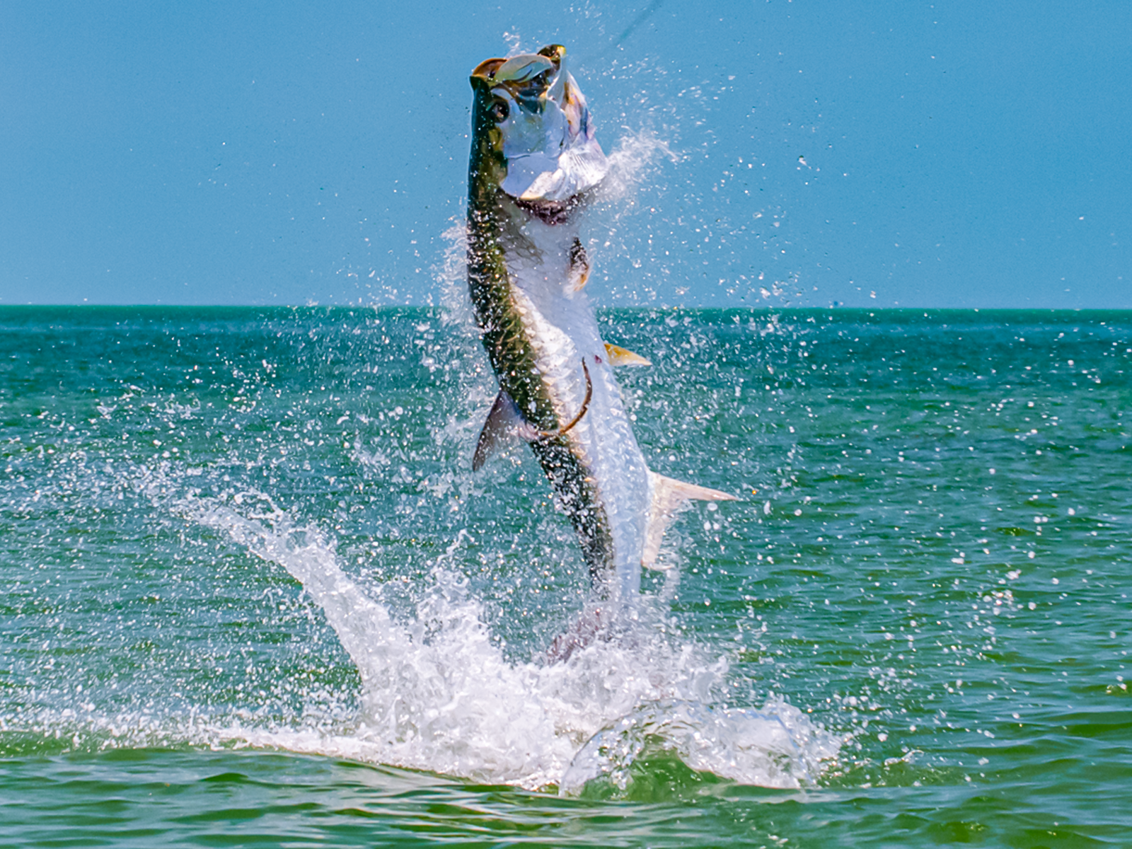 fishing planet tarpon setup