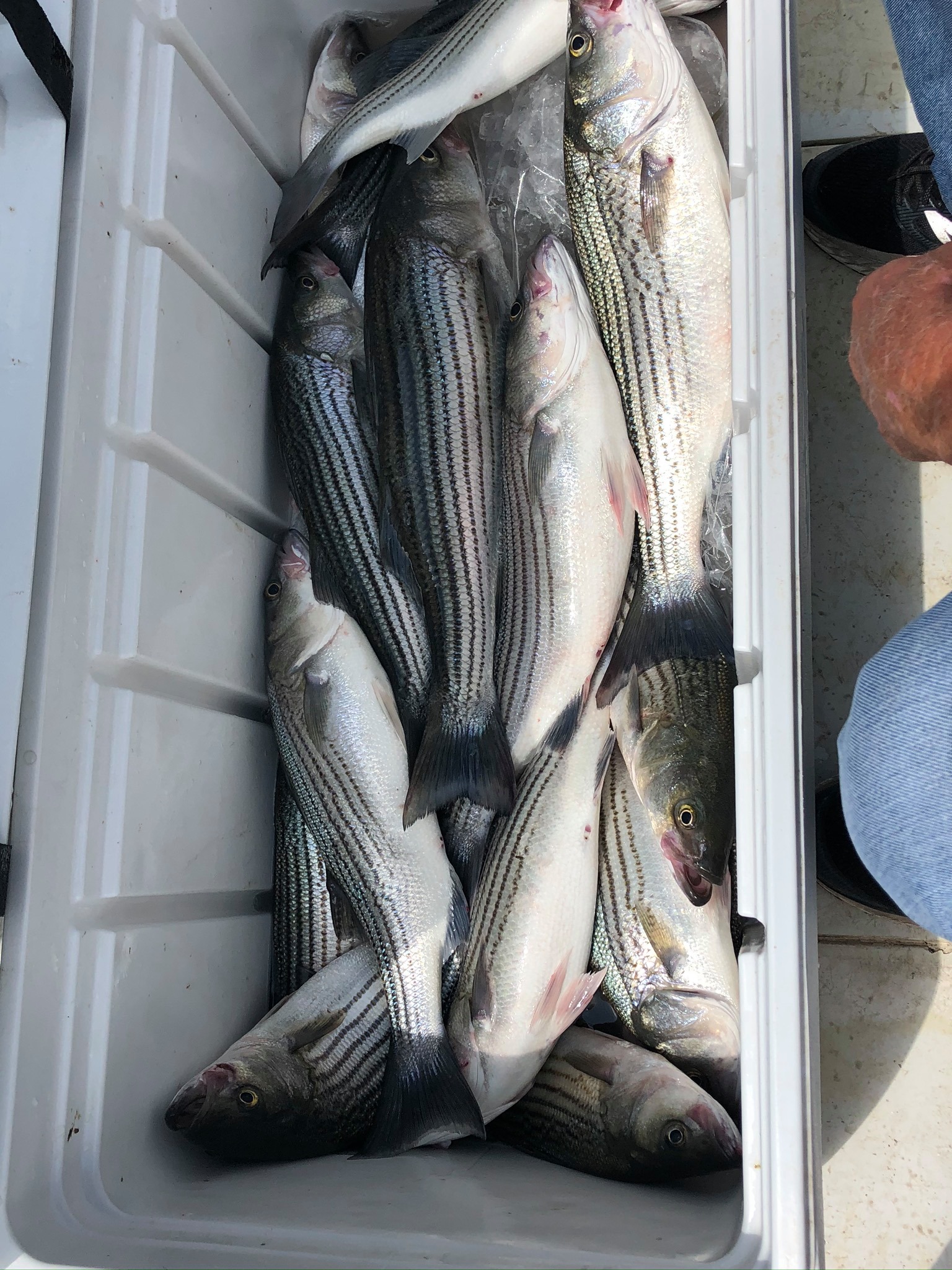 Striped Bass in Lake Texoma