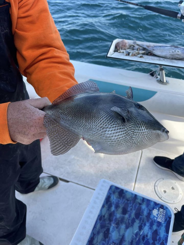 Destin Fishing Charter Customer Reviews Destin Gills for Thrills
